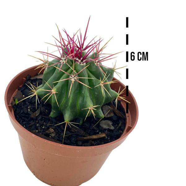 Imagem de Muda Ferocactus Stainesii Linda Top Coleção Plantada No Vaso