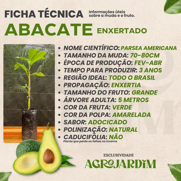 Muda Frutífera de Abacate Enxertado Produzindo - AgroJardim Imagem de Muda Frutífera de Abacate Enxertado Produzindo