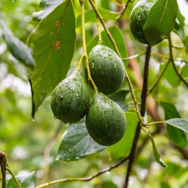 Muda Frutífera de Abacate Enxertado Produzindo - AgroJardim Imagem de Muda Frutífera de Abacate Enxertado Produzindo