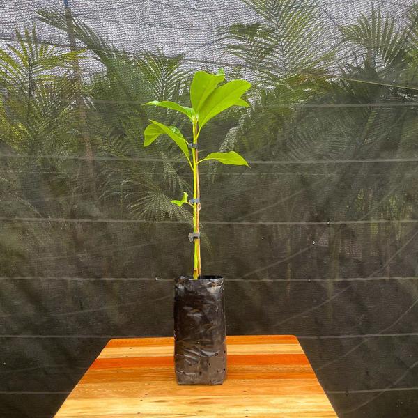 Muda Frutífera de Abacate Enxertado Produzindo - AgroJardim Imagem de Muda Frutífera de Abacate Enxertado Produzindo