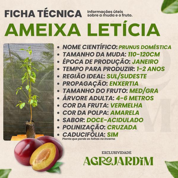 Imagem de Muda Frutífera de Ameixa Leticia Enxertada