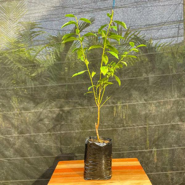 Muda Frutífera de Ameixa Reubennel Enxertada - AgroJardim Imagem de Muda Frutífera de Ameixa Reubennel Enxertada