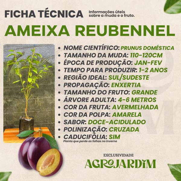 Muda Frutífera de Ameixa Reubennel Enxertada - AgroJardim Imagem de Muda Frutífera de Ameixa Reubennel Enxertada