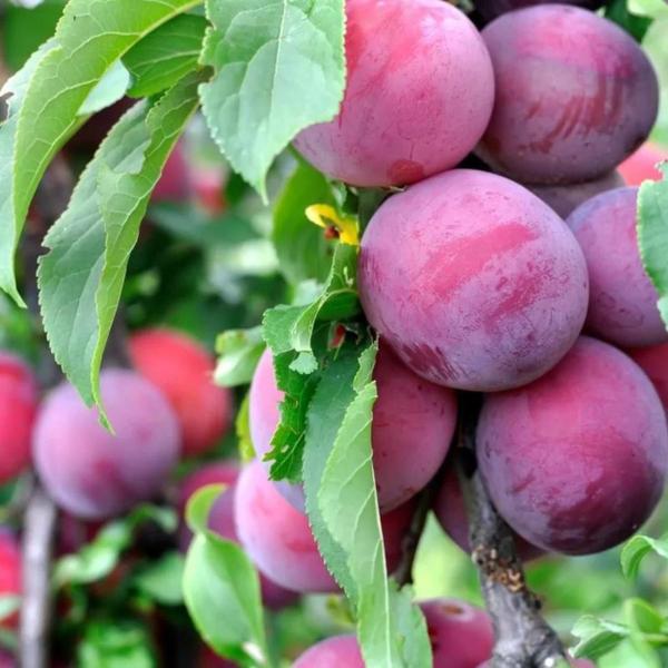 Muda Frutífera de Ameixa Reubennel Enxertada - AgroJardim Imagem de Muda Frutífera de Ameixa Reubennel Enxertada