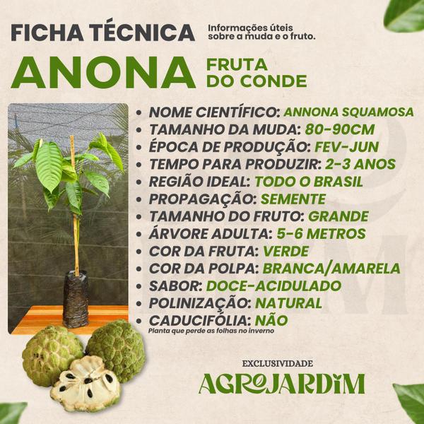 Imagem de Muda Frutífera de Anona (Fruta do Conde)