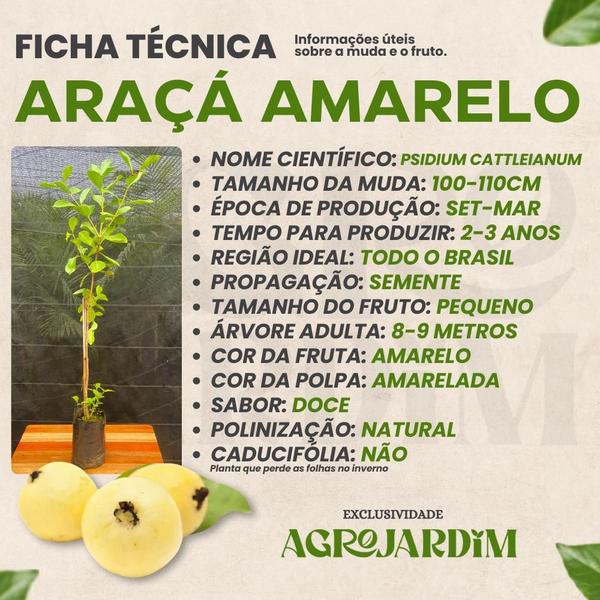 Imagem de Muda Frutífera de Araçá Amarelo