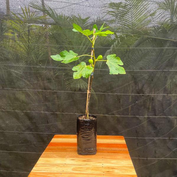 Muda Frutífera de Figo Roxo de Valinhos - AgroJardim Imagem de Muda Frutífera de Figo Roxo de Valinhos