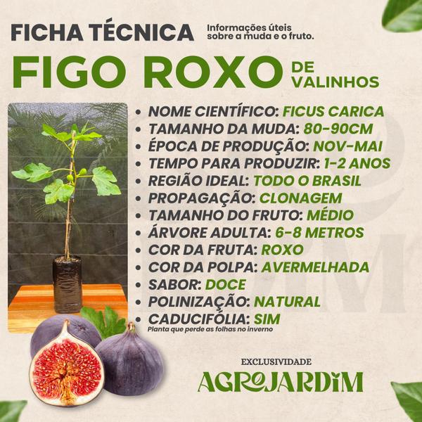 Muda Frutífera de Figo Roxo de Valinhos - AgroJardim Imagem de Muda Frutífera de Figo Roxo de Valinhos