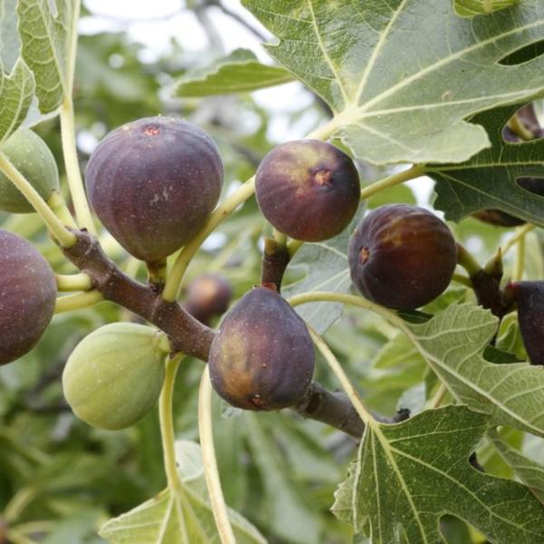 Muda Frutífera de Figo Roxo de Valinhos - AgroJardim Imagem de Muda Frutífera de Figo Roxo de Valinhos