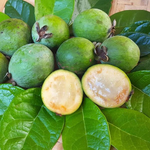 Imagem de Muda Frutífera de Goiaba Serrana (Feijoa)