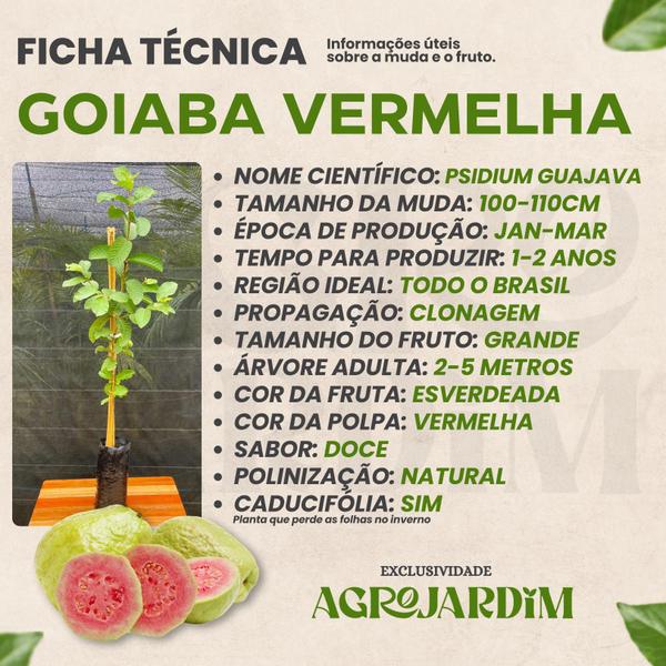 Imagem de Muda Frutífera de Goiaba Vermelha