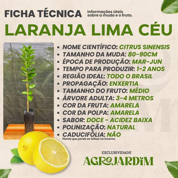 Imagem de Muda Frutífera de Laranja Lima (Céu) Enxertada