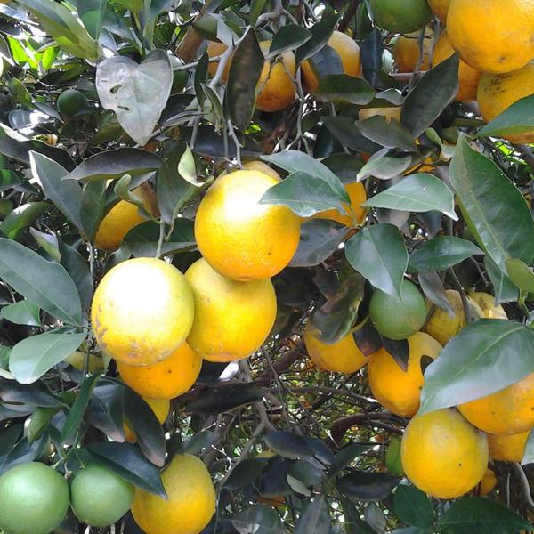 Imagem de Muda Frutífera de Laranja Natal Enxertada