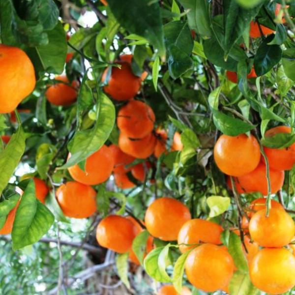 Imagem de Muda Frutífera de Laranja Navelina Enxertada