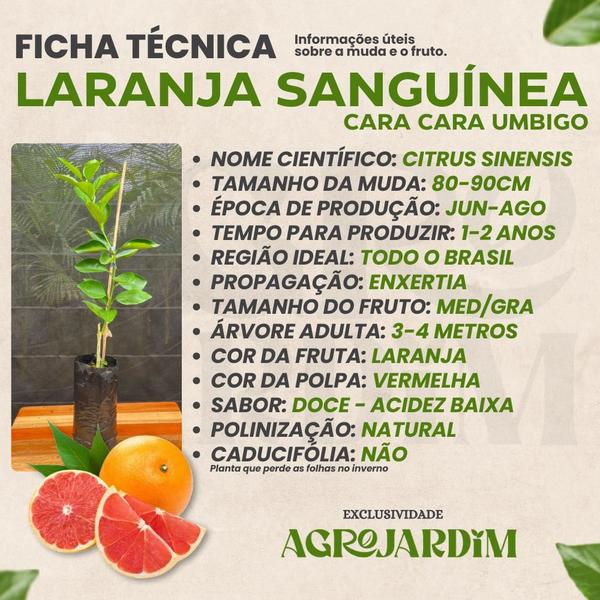 Imagem de Muda Frutífera de Laranja Sanguínea Cara Cara Umbigo Enxertada