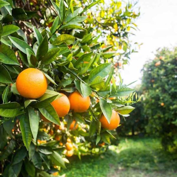 Imagem de Muda Frutífera de Laranja Valência Enxertada