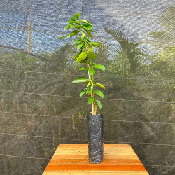 Muda Frutífera de Lima da Pérsia Enxertada - AgroJardim Imagem de Muda Frutífera de Lima da Pérsia Enxertada