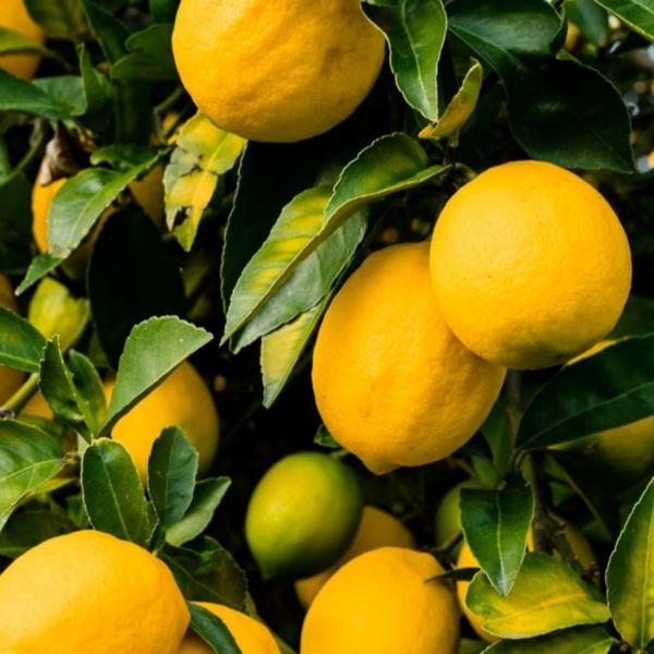Muda Frutífera de Lima da Pérsia Enxertada - AgroJardim Imagem de Muda Frutífera de Lima da Pérsia Enxertada