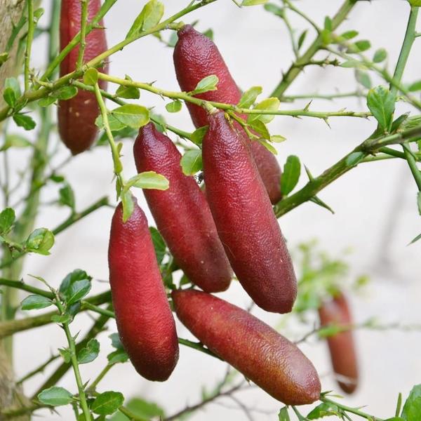 Muda Frutífera de Limão Caviar Vermelho Enxertado - AgroJardim Imagem de Muda Frutífera de Limão Caviar Vermelho Enxertado