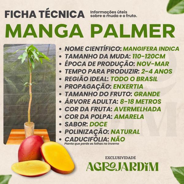 Imagem de Muda Frutífera de Manga Palmer Enxertada