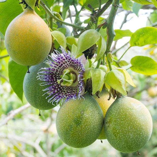 Imagem de Muda Frutífera de Maracujá Doce