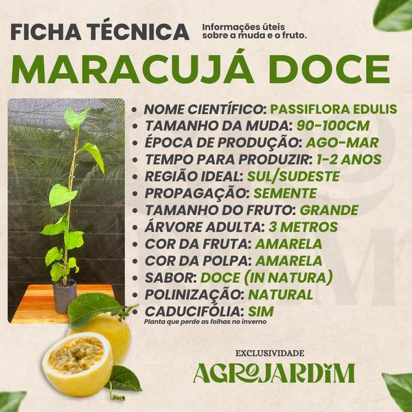 Imagem de Muda Frutífera de Maracujá Doce