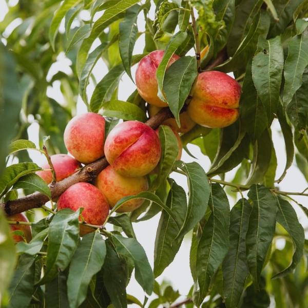 Imagem de Muda Frutífera de Nectarina Branca Enxertada