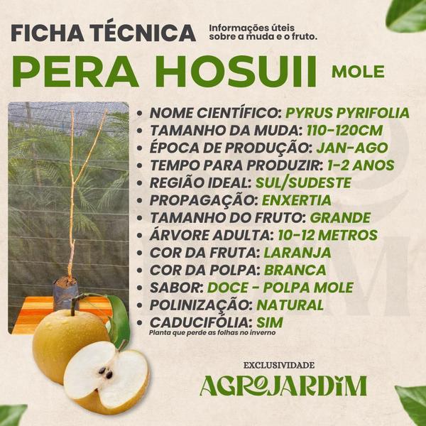 Muda Frutífera de Pera Hosuii (Mole) Enxertada - AgroJardim Imagem de Muda Frutífera de Pera Hosuii (Mole) Enxertada