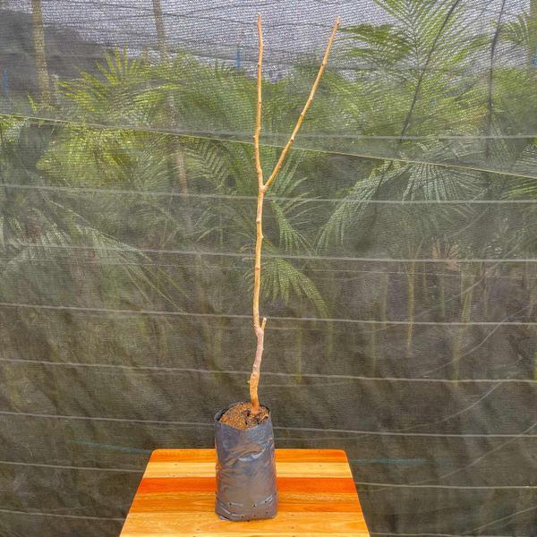 Muda Frutífera de Pera Hosuii (Mole) Enxertada - AgroJardim Imagem de Muda Frutífera de Pera Hosuii (Mole) Enxertada