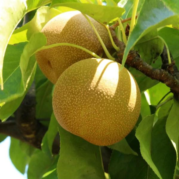 Muda Frutífera de Pera Hosuii (Mole) Enxertada - AgroJardim Imagem de Muda Frutífera de Pera Hosuii (Mole) Enxertada