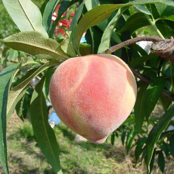 Imagem de Muda Frutífera de Pêssego Coral Enxertado