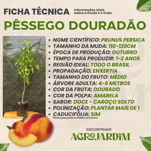 Imagem de Muda Frutífera de Pêssego Douradão Enxertado