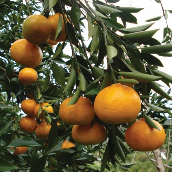 Muda Frutífera de Tangerina Murcott Enxertada - AgroJardim Imagem de Muda Frutífera de Tangerina Murcott Enxertada