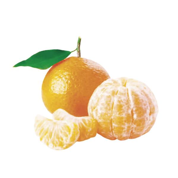Muda Frutífera de Tangerina Murcott Enxertada - AgroJardim Imagem de Muda Frutífera de Tangerina Murcott Enxertada