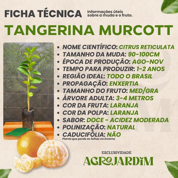Muda Frutífera de Tangerina Murcott Enxertada - AgroJardim Imagem de Muda Frutífera de Tangerina Murcott Enxertada