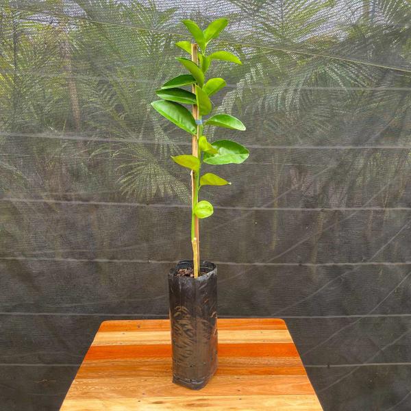 Muda Frutífera de Tangerina Murcott Enxertada - AgroJardim Imagem de Muda Frutífera de Tangerina Murcott Enxertada