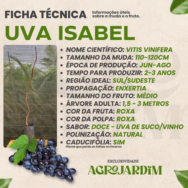 Muda Frutífera de Uva Isabel Enxertada - AgroJardim Imagem de Muda Frutífera de Uva Isabel Enxertada
