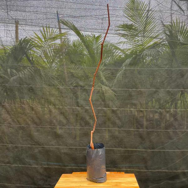 Muda Frutífera de Uva Isabel Enxertada - AgroJardim Imagem de Muda Frutífera de Uva Isabel Enxertada