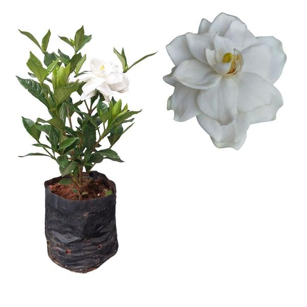 Imagem de Muda Gardenia Jasmim Do Cabo Perfumada Flor Branca Planta