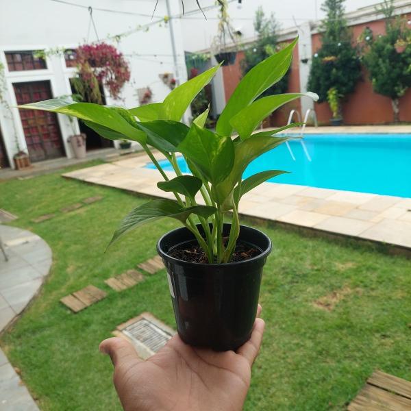 Imagem de Muda Jiboia Verde Planta Natural Folhagem Pendente P10 Rara