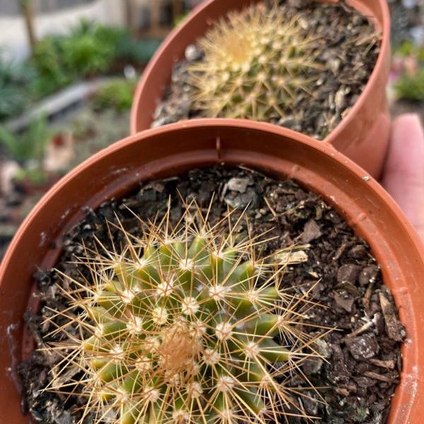 Muda Mammillaria Nivosa - Cacto Raro Para Colecionadores - Ta na Mão Imagem de Muda Mammillaria Nivosa - Cacto Raro Para Colecionadores