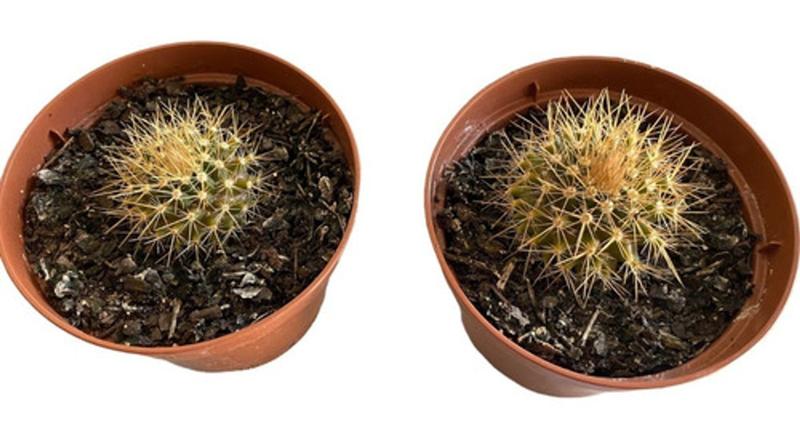 Muda Mammillaria Nivosa - Cacto Raro Para Colecionadores - Ta na Mão Imagem de Muda Mammillaria Nivosa - Cacto Raro Para Colecionadores