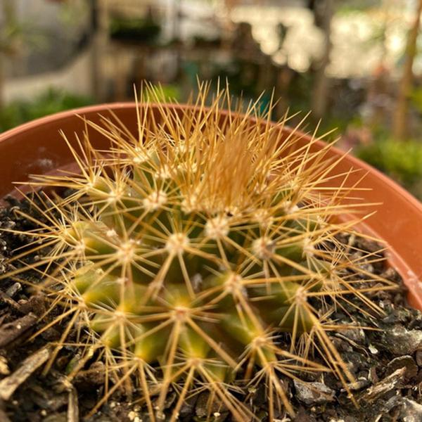 Muda Mammillaria Nivosa - Cacto Raro Para Colecionadores - Ta na Mão Imagem de Muda Mammillaria Nivosa - Cacto Raro Para Colecionadores