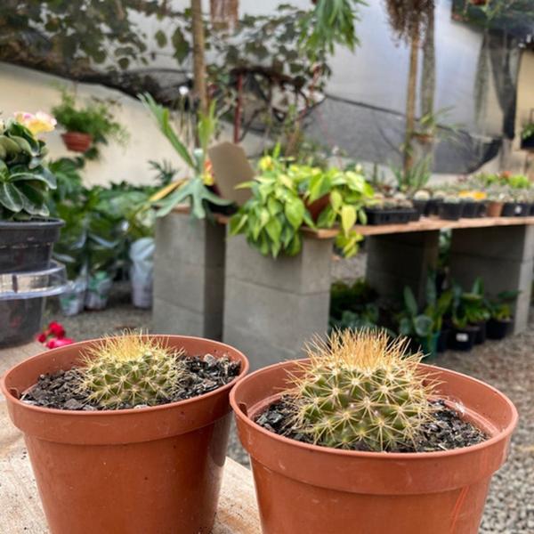 Muda Mammillaria Nivosa - Cacto Raro Para Colecionadores - Ta na Mão Imagem de Muda Mammillaria Nivosa - Cacto Raro Para Colecionadores