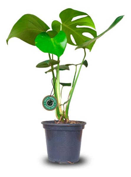 Imagem de Muda Natural De Monstera Deliciosa - Costela De Adão Envio Imediato Pronta entrega