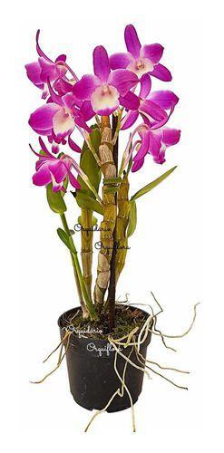 Imagem de Muda Orquídea Dendrobium Mini Rainbow Planta Jovem