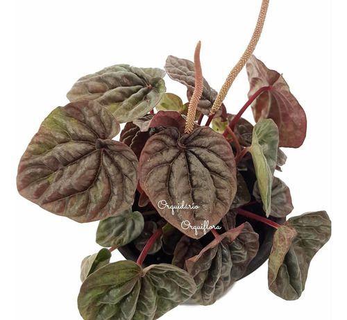 Muda Peperomia Caperata Planta Natural Folhagem Exótica - Orquiflora Imagem de Muda Peperomia Caperata Planta Natural Folhagem Exótica