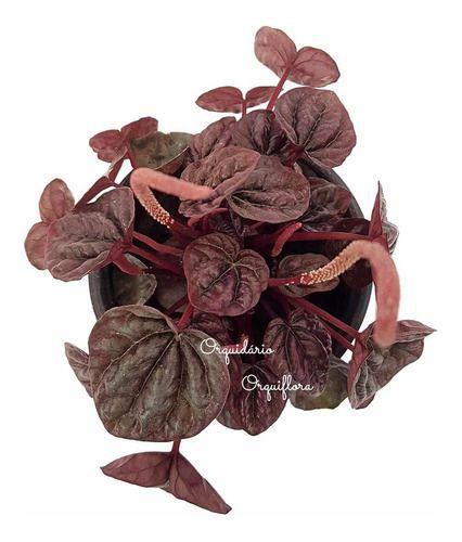 Muda Peperomia Caperata Planta Natural Folhagem Exótica - Orquiflora Imagem de Muda Peperomia Caperata Planta Natural Folhagem Exótica