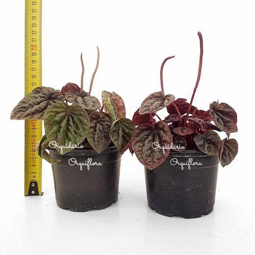 Imagem de Muda Peperomia Caperata Planta Natural Folhagem Exótica