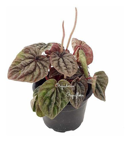 Muda Peperomia Caperata Planta Natural Folhagem Exótica - Orquiflora Imagem de Muda Peperomia Caperata Planta Natural Folhagem Exótica